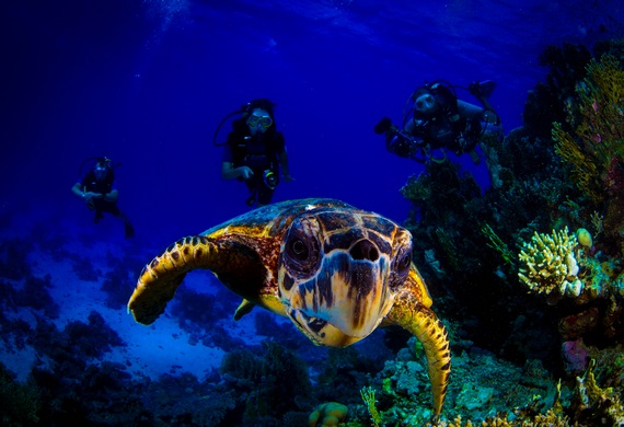 Certified divers swimming above coral with a sea turtle